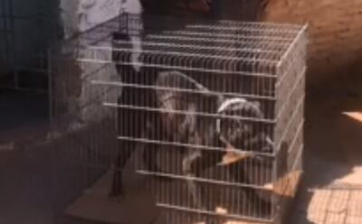 La Dirección Nacional de Defensa Animal rescató a Box, un can encontrado en un procedimiento de la Senad.