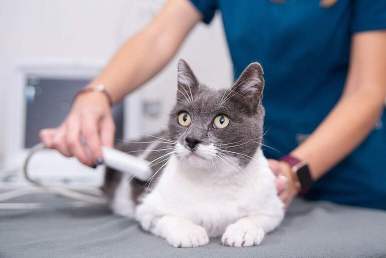 La ecografía se trata de una prueba indolora y no invasiva, por lo que no hace falta administrar sedantes al animal para relajarlo en el momento de llevarla a cabo.