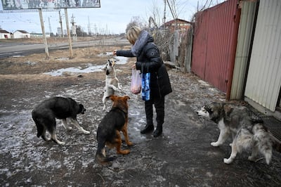 Un estudio genético con 302 perros salvajes de la Zona de Exclusión de Chernóbil (ZEC) ha identificado poblaciones caninas genéticamente distintas entre sí y de perros de otros lugares del mundo. Foto ilustrativa.
