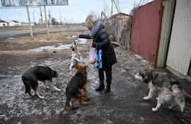 Un estudio genético con 302 perros salvajes de la Zona de Exclusión de Chernóbil (ZEC) ha identificado poblaciones caninas genéticamente distintas entre sí y de perros de otros lugares del mundo. Foto ilustrativa.