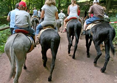 La organización alemana defensora de animales Cuatro patas desaconseja los paseos en carruaje, caballo o camello. En algunos lugares, los animales se utilizan durante más de diez horas sin respetar los descansos.