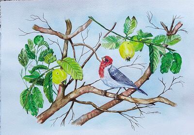 Susana Zamphiropolos.