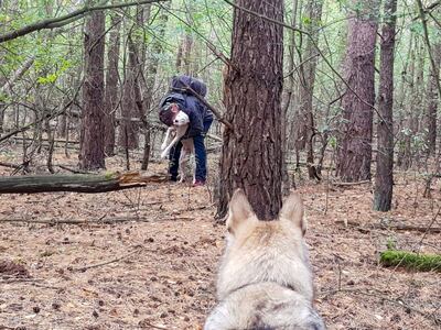 Un perro rastreador encontró una mascota perdida en un bosque.