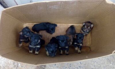 Los cachorros de perros tiene más desarrollada la capacidad cognitiva.