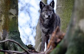¿Perro o lobo? En los híbridos es muy difícil distiguir una especie de la otra.