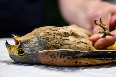 Un cernicalo vulgar (Falco tinnunculus) es ayudada luego de recibir un shock eléctrico.