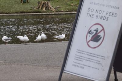 Tanto “gripe aviar” como “gripe aviaria” son formas adecuadas para denominar a la enfermedad producida por el virus de la gripe A de origen aviar, señala la Fundación del Español Urgente (FundéuRAE), promovida por la Agencia EFE y la RAE.