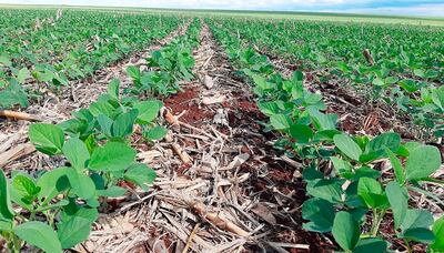 Debido a la  sequía la siembra de soja empezó tarde, y los cultivos pueden haber sido atacados por las plagas.