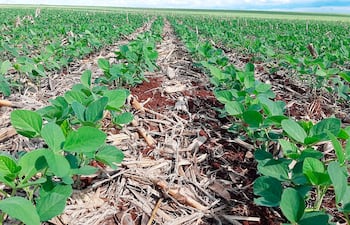 Debido a la sequía la siembra de soja empezó tarde, y los cultivos pueden haber sido atacados por las plagas.