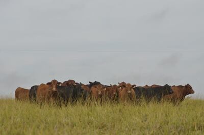 La mega feria de invernada organizada por Brangus, Braford, Brahman y Nelore, estará a cargo de las consignatarias El Rodeo y Ferusa, y la transmisión se realizará el lunes 8 de este mes, a las 20:00, y se transmitirá través de Canal Pro.
