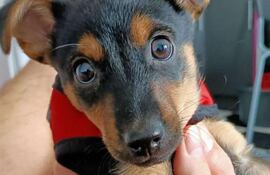 Coco, el perro varado en el aeropuerto de Ezeiza, en Argentina.