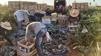 Productores de piña preparan cajas del producto para su envío a Asunción.