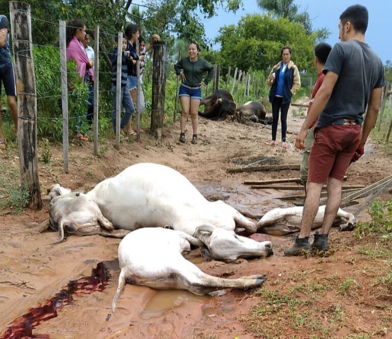El fenómeno provocó la muerte de 7 vacunos.