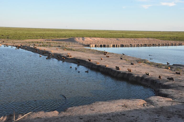 Carpinchos se agrupan en los pocos tajamares que aún contienen agua. El problema es que destrozan las aguadas y las reservas pueden convertirse en barro.