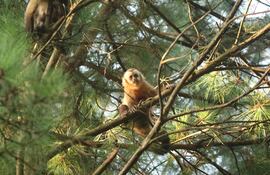 En los últimos tiempos se han registrado varios avistamientos de monos en Asunción.