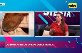Las moscas en las orejas de los perros