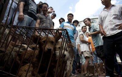 Perros en cautiverio (Imagen de Archivo).