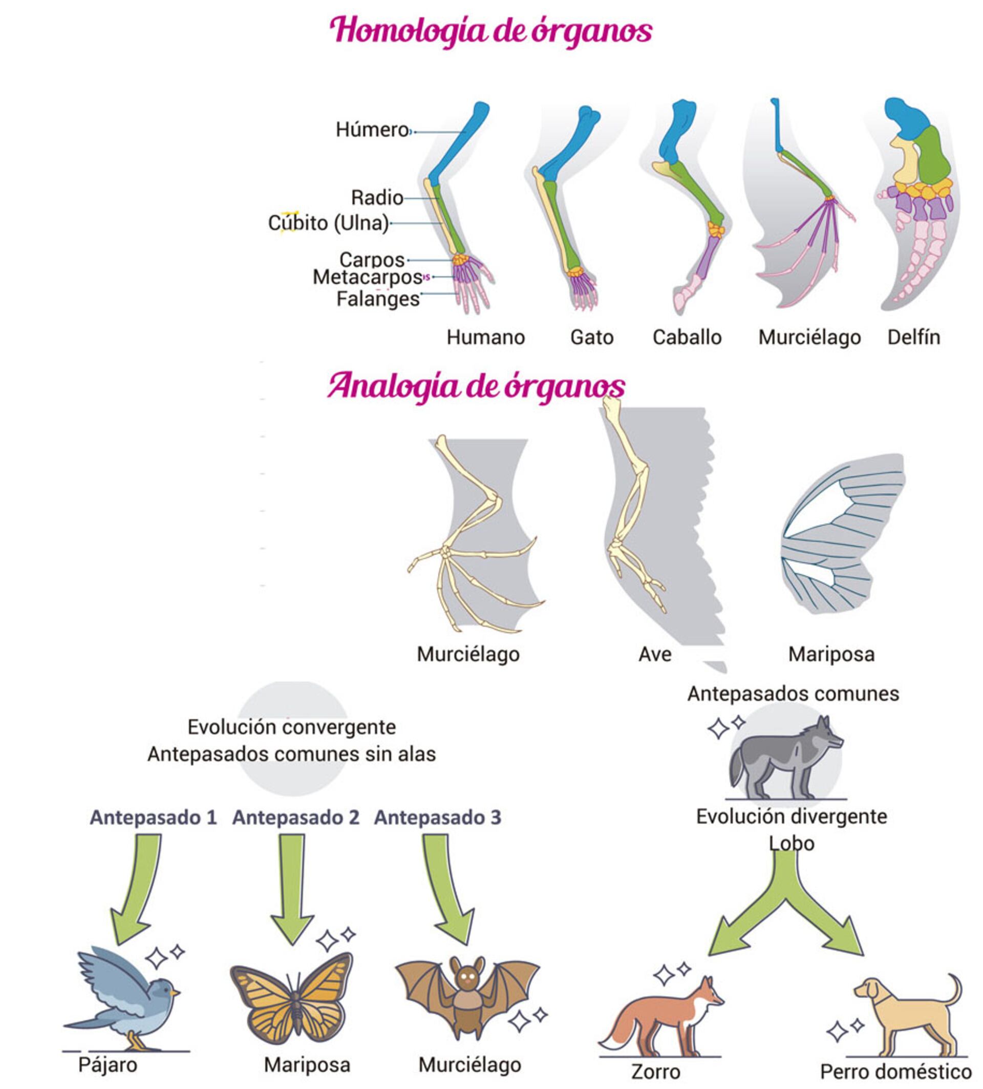 estructuras homólogas vs análogas