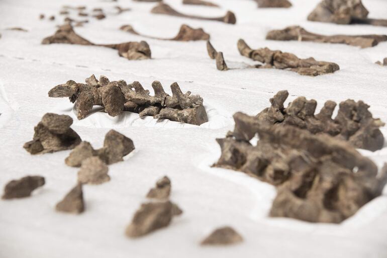 Fósiles de la nueva especie de dinosaurio acorazado descubierta por investigadores de la Universidad de Chile.