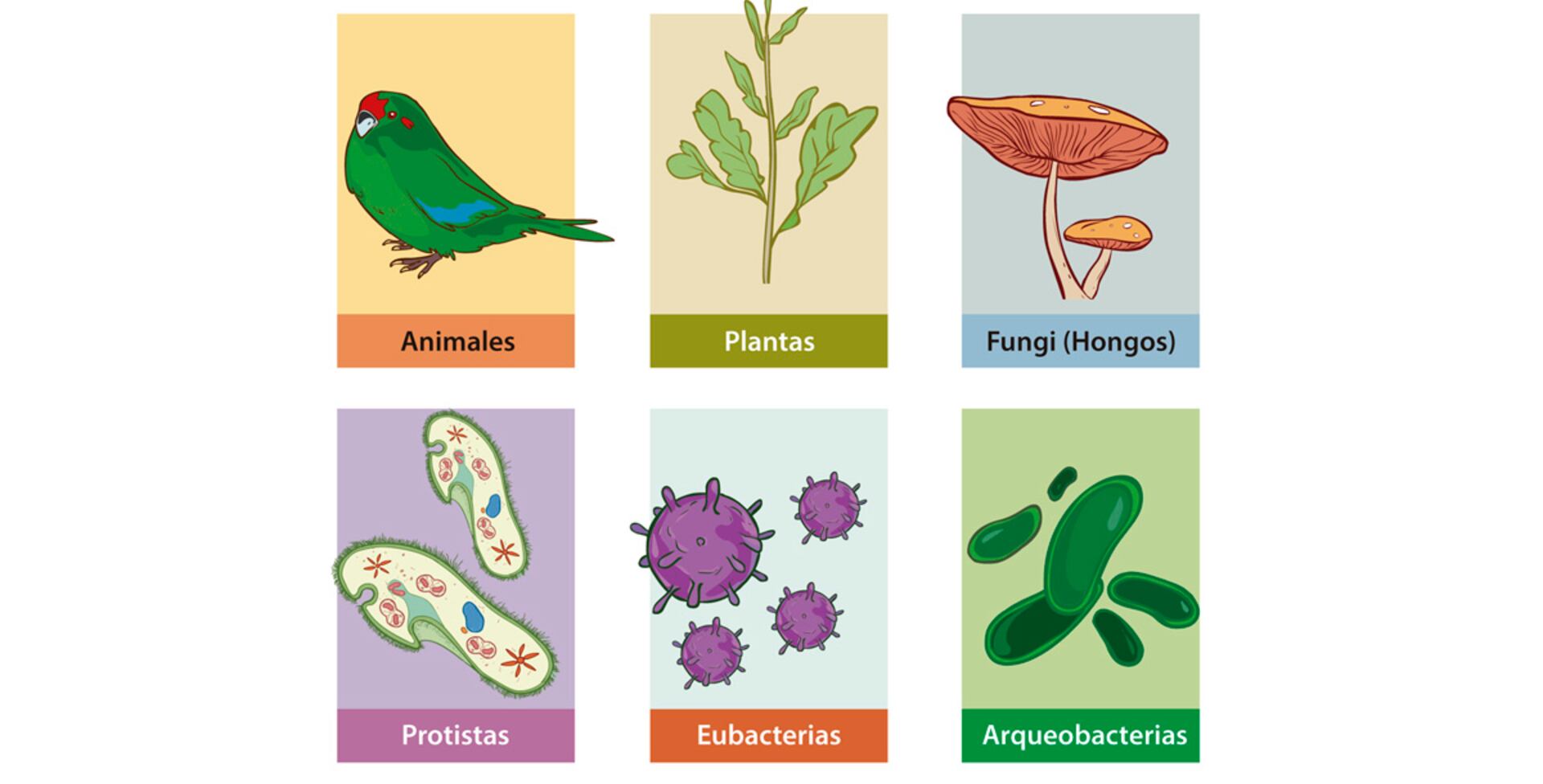 ¿Cuántos reinos de los seres vivos conocemos? - Escolar - ABC Color