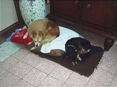 Un ejército de más de 200 voluntarios de la ciudad de Nápoles (sur de Italia) salió a la calle para encontrar a Peppinielo, un perro de poco más de 3 kilos, abandonado tras la muerte de su dueño. Peppinielo, el perro de Peppe, fallecido el pasado mes septiembre, fue echado a las calles napolitanas por dos veces consecutivas por una de las hijas de su antiguo propietario.