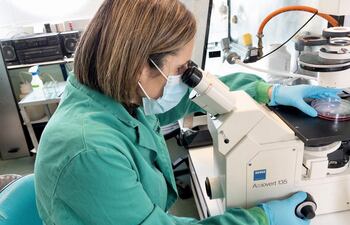 El equipo del científico español Juan Carlos Izpisúa ha demostrado que puede retrasar de forma segura y eficaz el proceso de envejecimiento en ratones de mediana edad y ancianos.