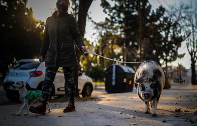 Veri (i) pasea a Tuti el "chancho", en el barrio Liniers de la ciudad de Buenos Aires, Argentina.