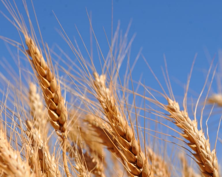 Argentina sembraría menos trigo.