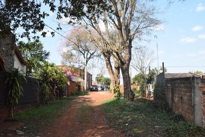 Los vecinos del barrio se oponen al talado de estos añosos árboles nativos que se encuentran en la vía pública.