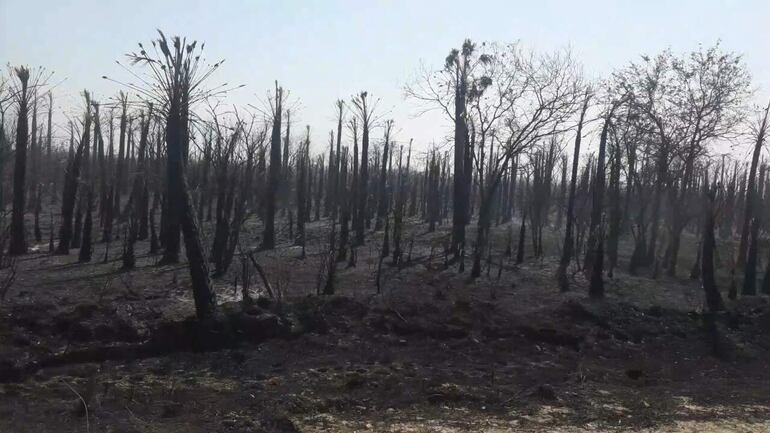 Campos ganaderos afectados por los incendios, en zona de Toro Pampa, que causan polución ambiental.