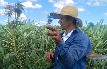 Una variedad de gusanos invaden cultivos en Carayaó.