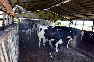 Los aspersores son fundamentales para que las vacas puedan regular su temperatura gracias al baño que reciben.