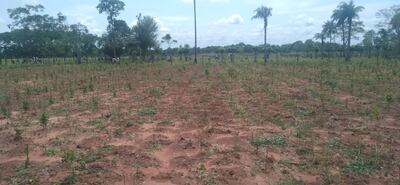 Varias hectáreas fueron afectadas por la fuerte granizada en zona de Liberación.