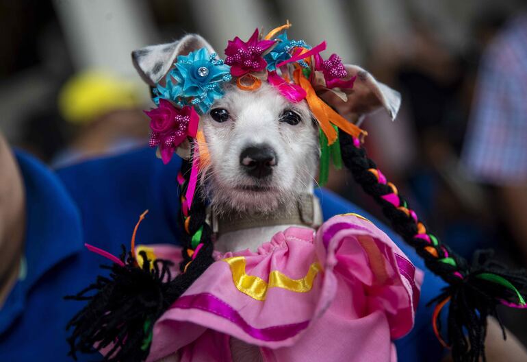 Una perra disfrazada en la iglesia Santa María Magdalena, durante la celebración de las festividades en honor a San Lázaro, en Masaya (Nicaragua).