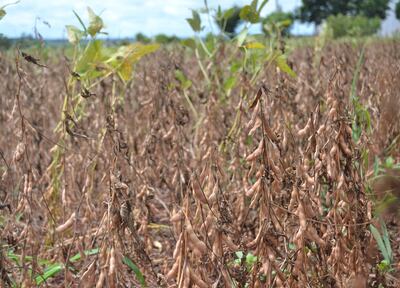 Hay productores que hacen semillas propias, pero luego venden.