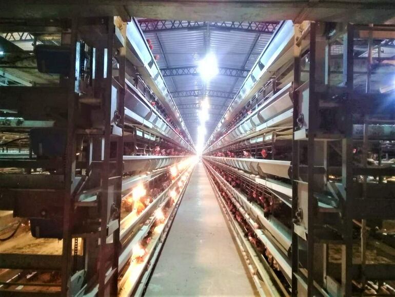 Debido al ingreso masivo de huevos el costo de alimentación de las gallinas ponedoras no se está cubriendo. 