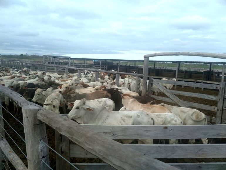 Animales robados y recuperados el viernes en la estancia San Ignacio en Alto Paraguay.