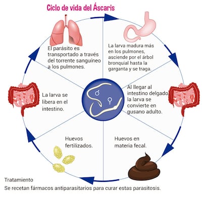 Ciclo de vida del Áscaris