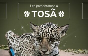Tosã es el nombre de la cachorra yaguareté rescatada en el Chaco.