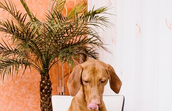 No todo lo que tiene aspecto delicioso es apto para perros: algunos alimentos que solemos degustar son sumamente tóxicos para las mascotas.