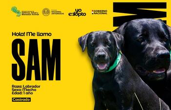 Sam, labrador macho de un año, es uno de los agentes caninos de la Senad que buscan un hogar.