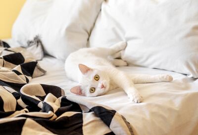 Un gato duerme en la cama de sus amos.