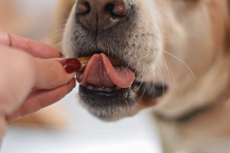 Prohibido. El chocolate representa una amenaza real para nuestros perros y puede ser fatal para su salud.