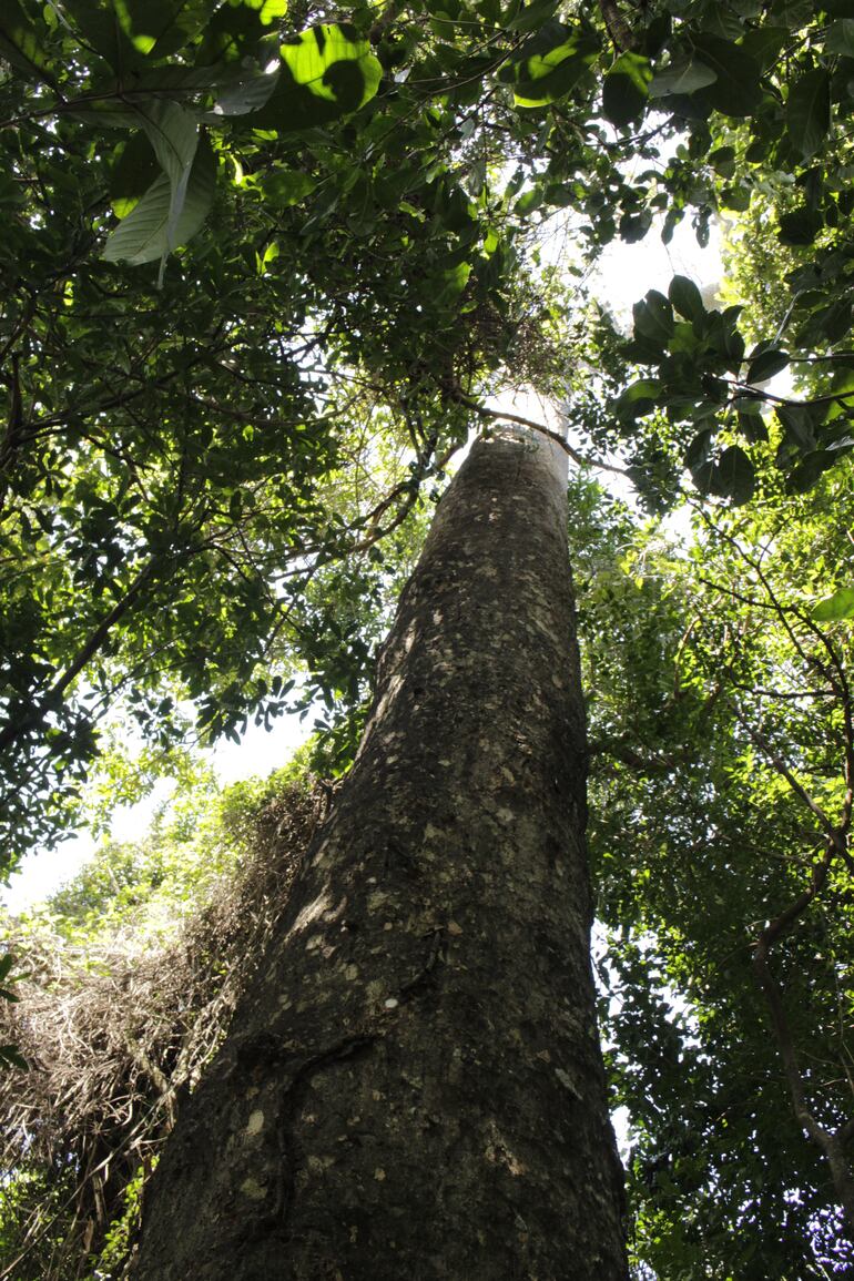 Imponentes árboles concursan este año para ser elegidos como los Colosos de la Tierra.