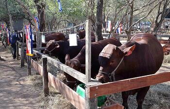 Animales en la Expo Trébol, edición del año 2019.