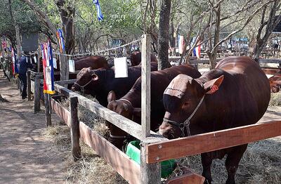 Animales en la Expo Trébol, edición del año 2019.