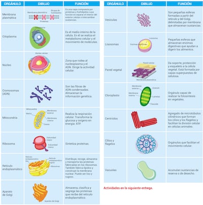 Estructuras subcelulares eucariotas