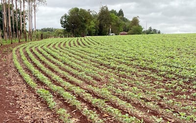 En varias zonas del país la siembra avanzó bastante, las lluvias y calores repentinos favorecen a la aparición.