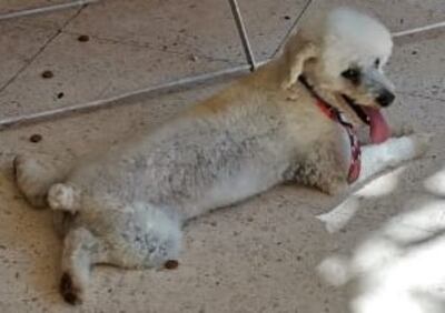 Se ofrece recompensa por cualquier información acerca de Doki, el caniche perdido.