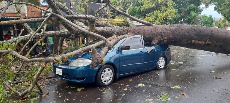 Un árbol cayó sobre un vehículo durante el temporal en Encarnación.